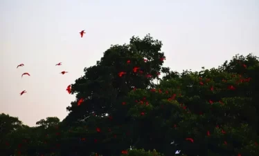 Scarlet Ibis birds returning to the Caroni Swamp at dusk.