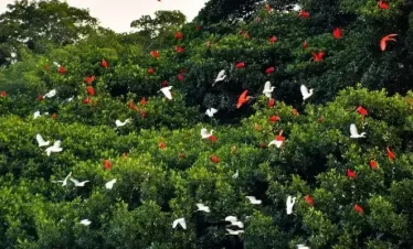 Scarlet Ibis birds returning to the Caroni Swamp at dusk. A unique experience of sitting on the mangrove and watching the splendour.