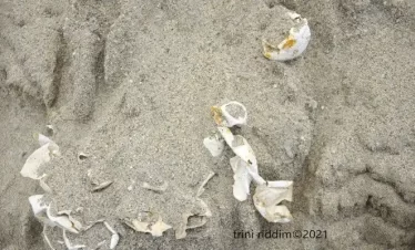 hatched turtle shells on matura turtle watch