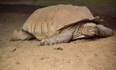 turtle-watch at matura trinidad, turtles come in to lay eggs