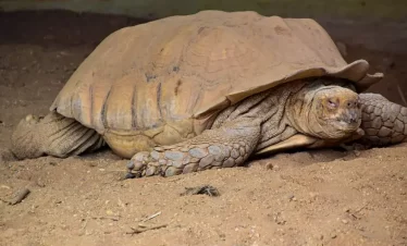 turtle-watch at matura trinidad, turtles come in to lay eggs